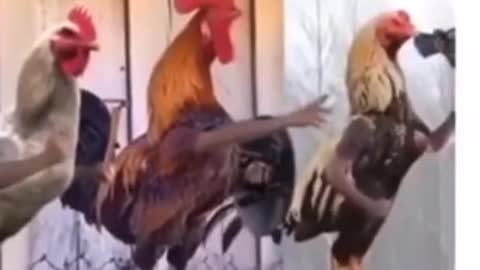 Me chicken 🐔 going for war