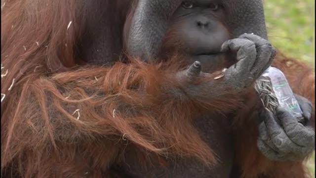 orangutans