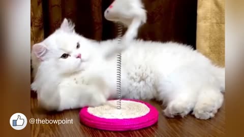 Cat loves his mouse spring toy