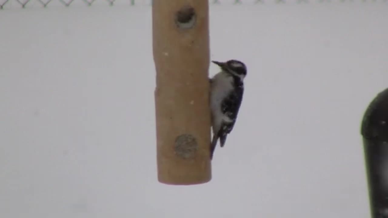 Dancing woodpeckers