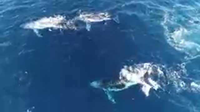 Listen to the Amazing Sound of a Blue Whale caught| LIVE