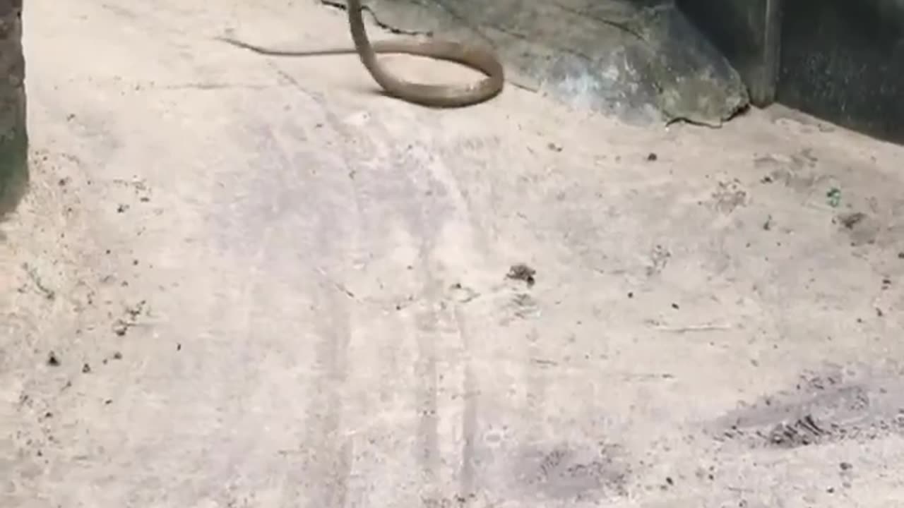 Mongoose vs Snake fight 😱