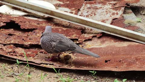 Spotted Dove