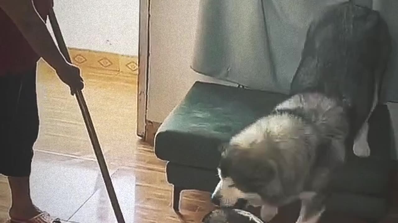 Funny inteligent Dog Act viral