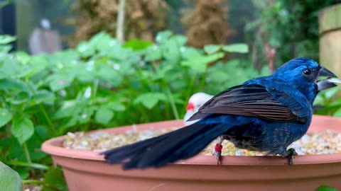 Azulão male - blue bird - ultramarine grosbeak in bird aviary