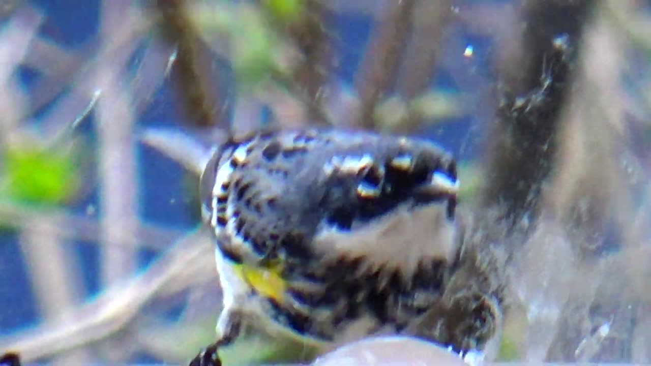 Yellow-rumped warbler