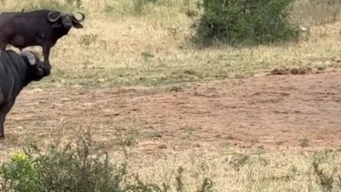 Buffalo attacks lion