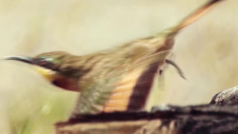 African Redhead Agama (Rainbow Lizard)