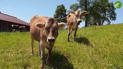 Amazing Footage of Cows Grazing and Mooing