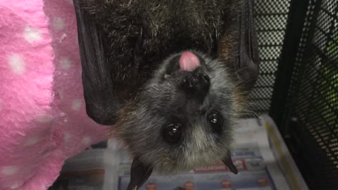 Banana Face Bat