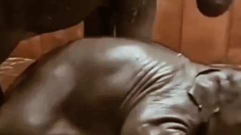 Elephant funny videos