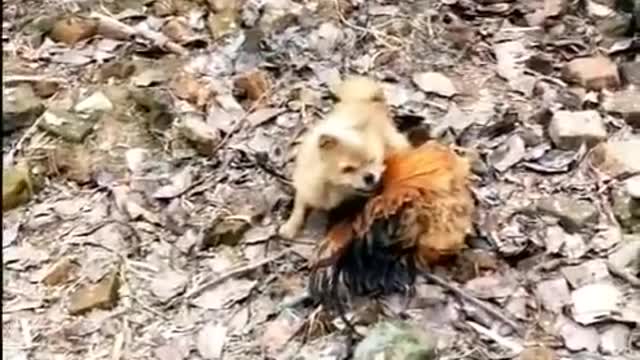 Chicken vs Dog fight | funny animal videos