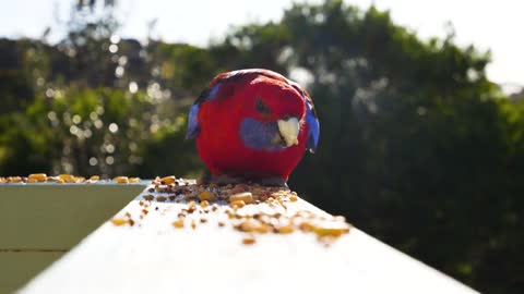 How beautiful when he eats food