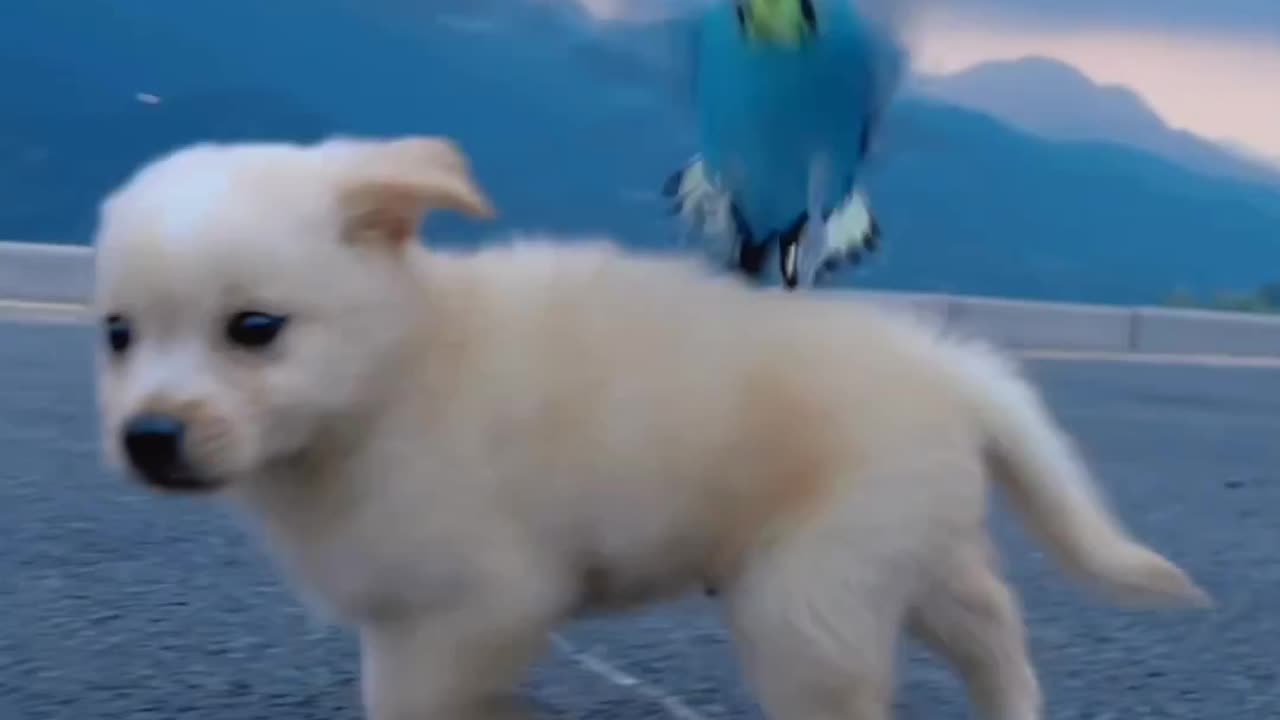 Dog and parrot friendship