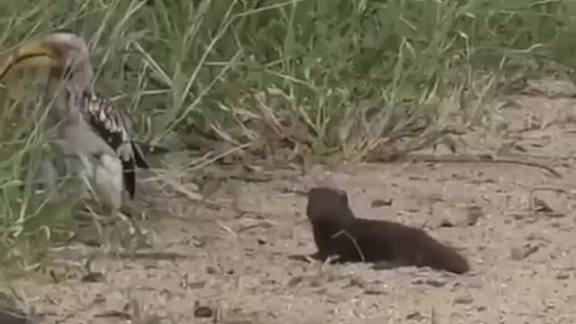 a bird playing with an animal