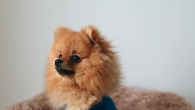 SEE THIS KIND OF DOG BREED