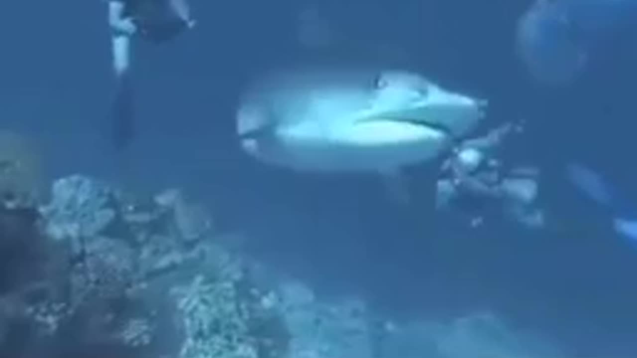 When you get pranked by a shark 😂