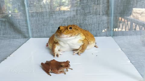 Bullfrog eats spider and little frog