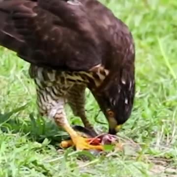 eagle vs big snake~mayahir