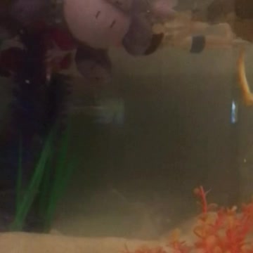 January 22, 2022 Elijah adds decor to fish tank.