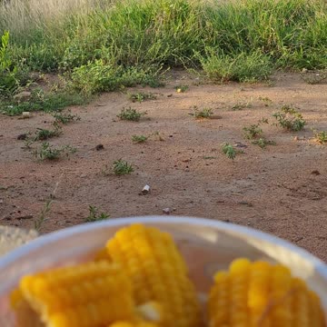 COISAS DO MEU NORDESTE.