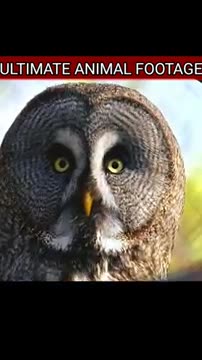 Ultimate Animals Footage #Shorts