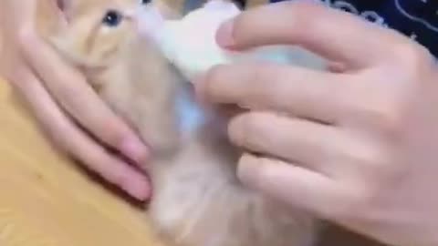 cute kitten fighting to get her milk