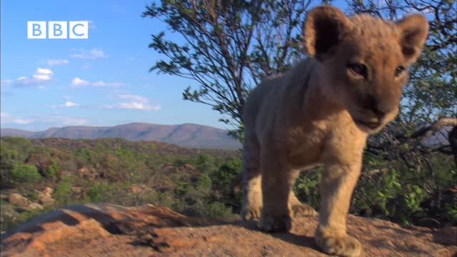 Funny Talking Lion Cubs Breast Feeding Tips (Helen Mirren,Kate Winslet,Rupert Graves,Martin Freeman)