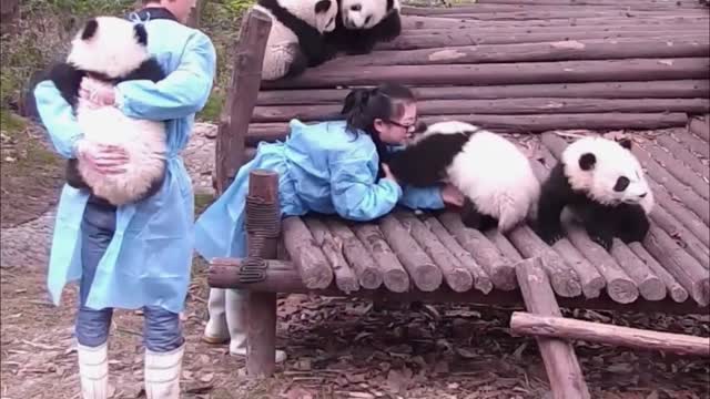 Panda cubs always take their keeper to play