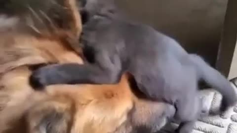 Good boy and his small friend
