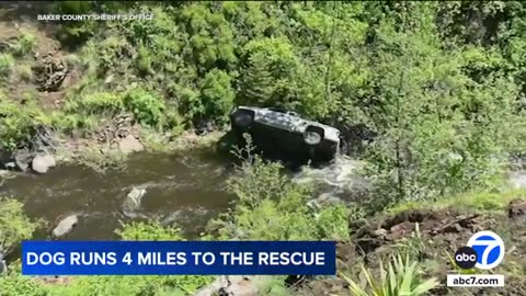 OREGON Dog travels 4 miles to find help after owner's truck plunges off cliff