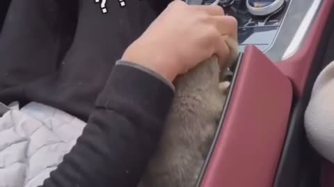 Cute cats got angry 😺