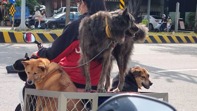 A cool dog motorcycle.