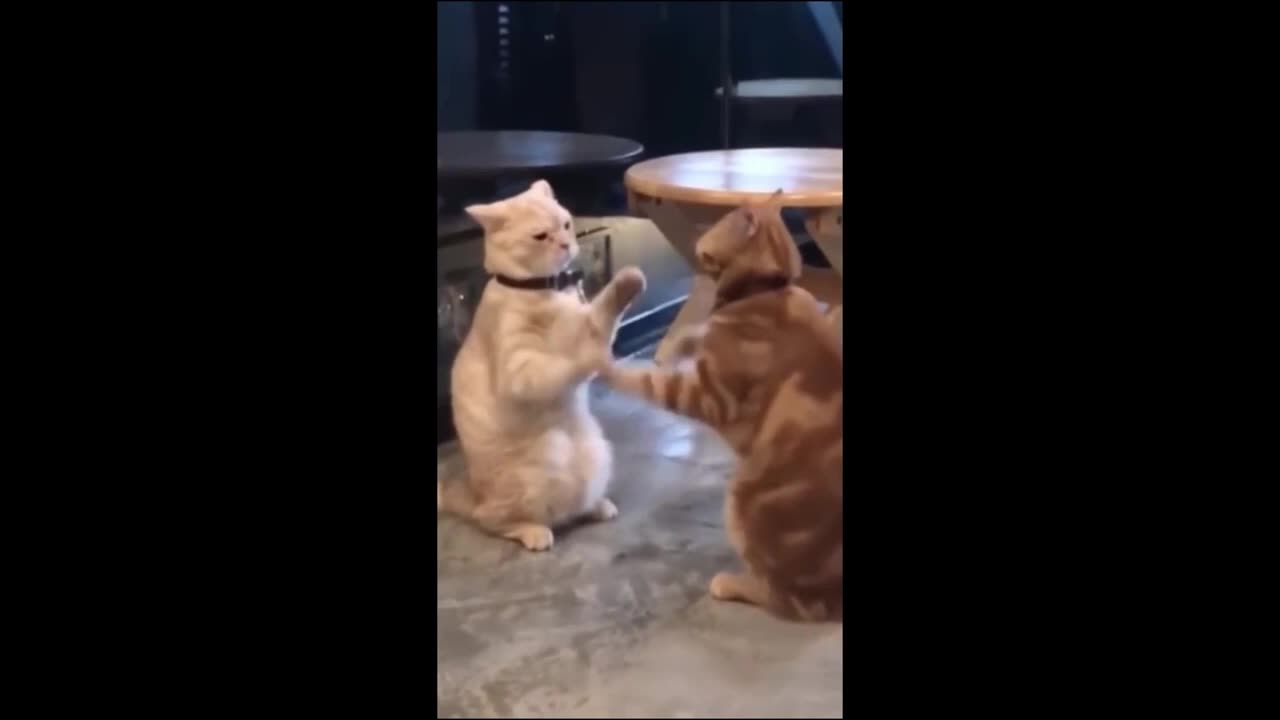 Funny Pets | Cats and Dogs | Funny Clip