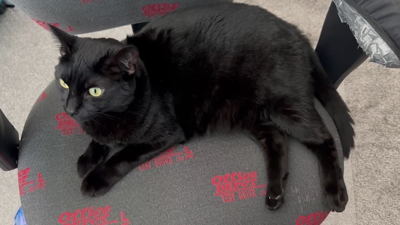 Adopting a Cat from a Shelter Vlog -Cute Precious Piper Spends Her Lunch Hour Relaxing at the Office