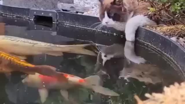 Cat funny cat funny