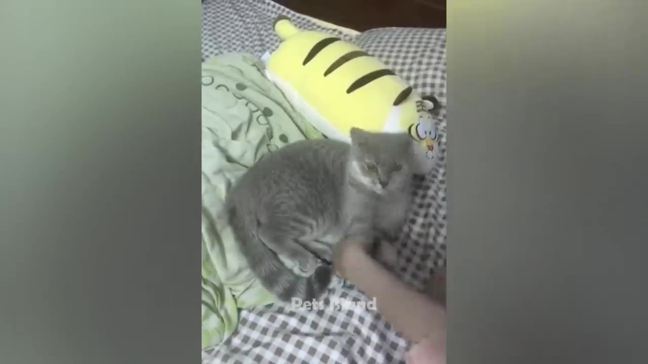Most funny animal video 5 million view
