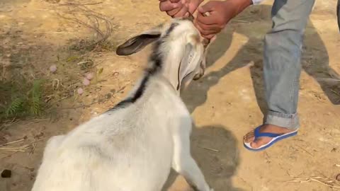 white so beautiful and love goat, cute animals