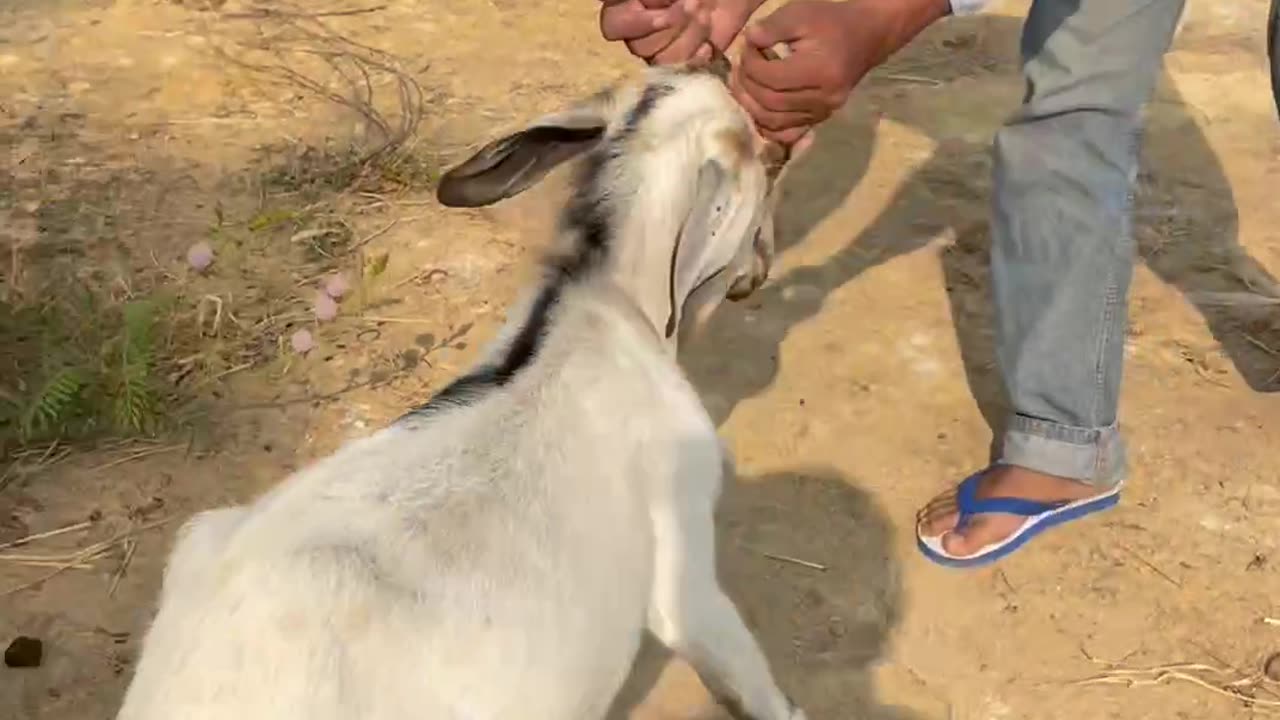 white so beautiful and love goat, cute animals