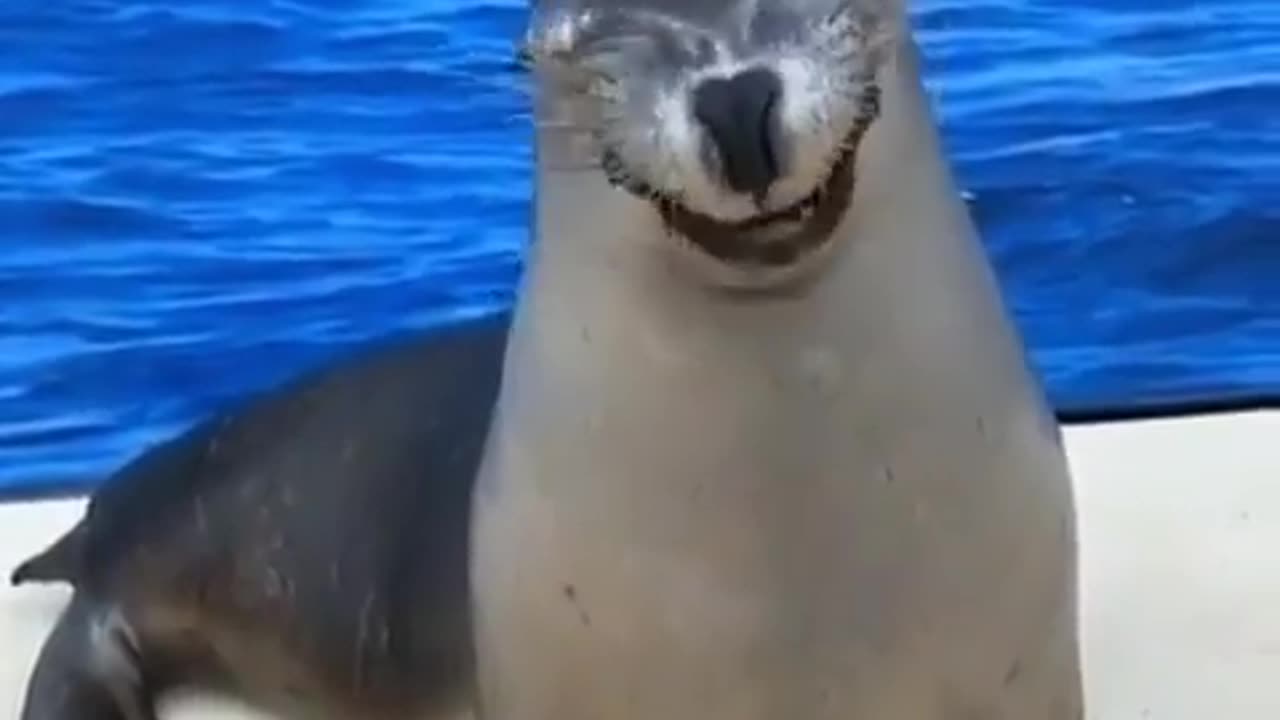 Cute Seal