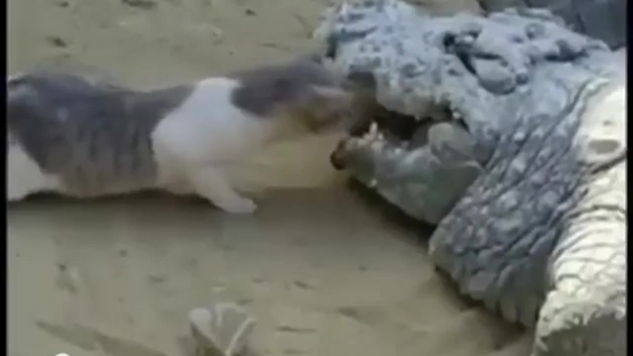 Cat Snatches Food From Crocodile's Mouth #shorts #shortvideo #video #virals #videoviral