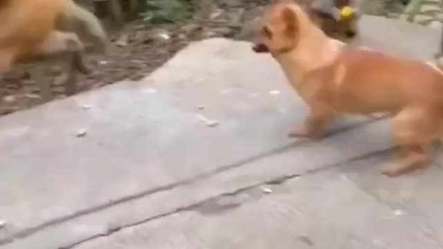 dog jumping on monkey and fight each other.