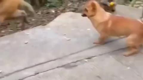 dog jumping on monkey and fight each other.