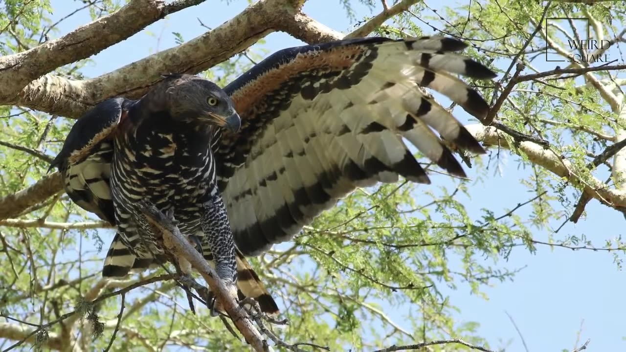 facts about crowned eagle