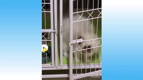 Cute Pets And Funny Animals Compilation love animals