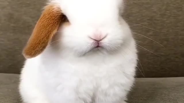 Funny and Cute Baby Bunny Rabbit Videos - Baby Animal Video Compilation-7