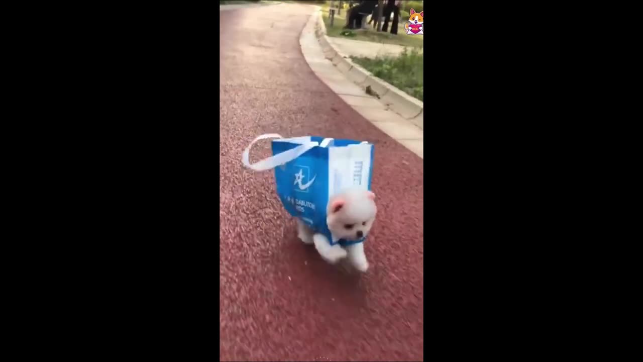 Funny Animal Cats Videos 2023 playing around