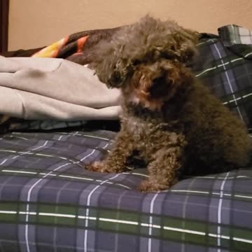 GOOD MORNING SWEETIE PI