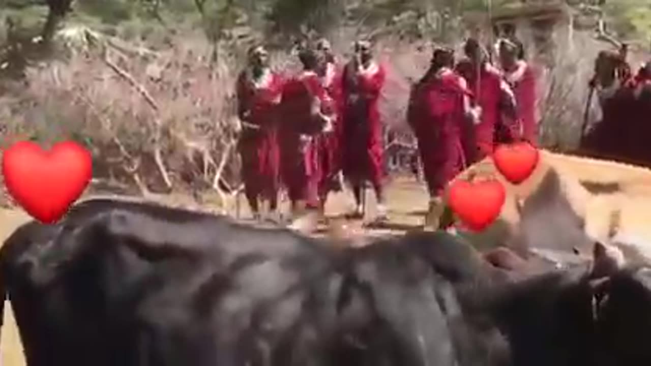 MAASAI CULTURE