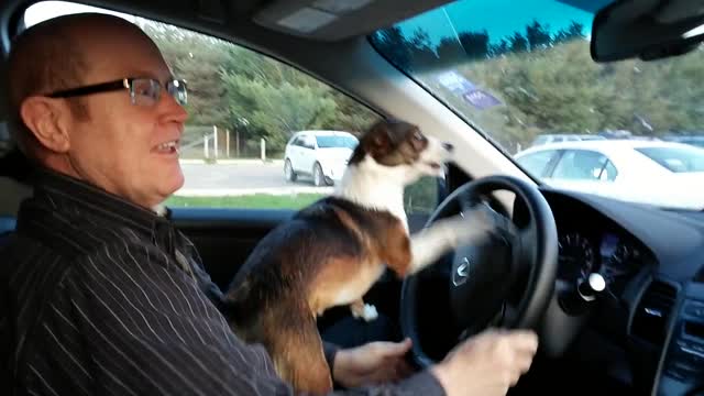 Cachorro se da cuenta de que está en el parque para perros y enloquece completamente